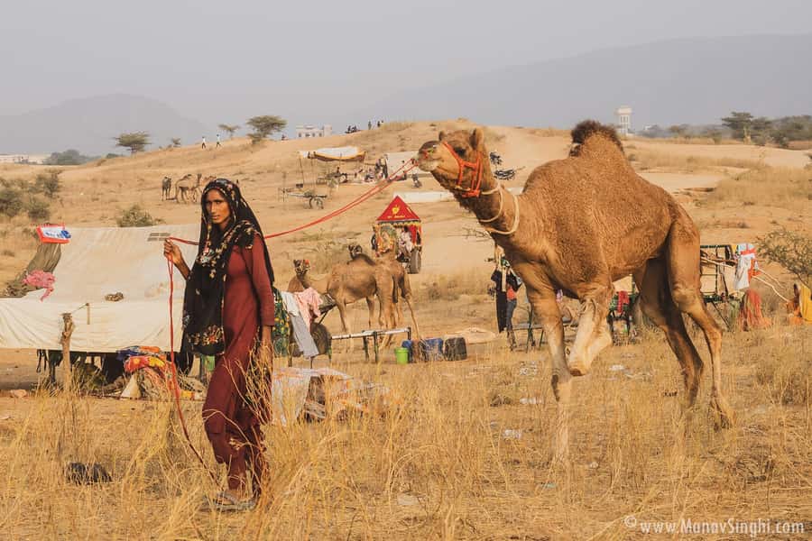 Jaipur: Ajmer & Pushkar Day Trip with Lunch & Camel ride - Why this Jaipur day trip works