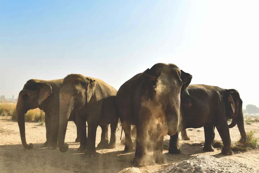 Jaipur: Elefantastic Elephant Sanctuary Tour - The Jaipur Pickup and Drive
