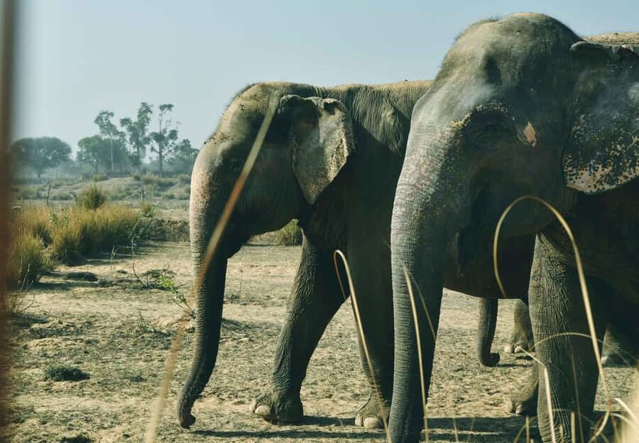 Jaipur: Elefantastic Elephant Sanctuary Tour - Practical Tips for a Better Visit
