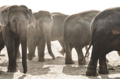 Elefantastic Elephant Sanctuary Tour