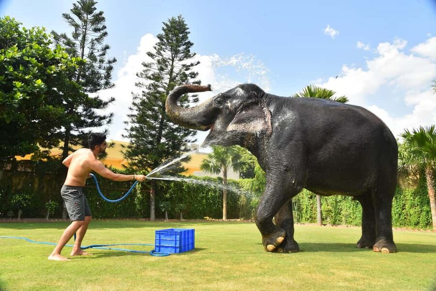 Jaipur Elephant Experience: Bond, Connect, and Learn - Key points to know before booking