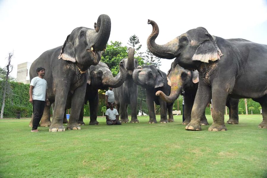 Jaipur Elephant Experience: Bond, Connect, and Learn - Feeding with bananas, sugarcane, and grass