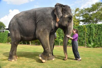 Jaipur Elephant Experience: Bond, Connect, and Learn