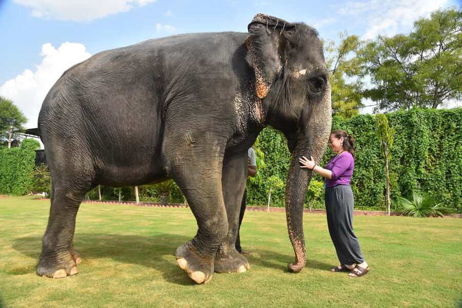 Jaipur Elephant Experience: Bond, Connect, and Learn - Grooming, pedicure, and elephant care