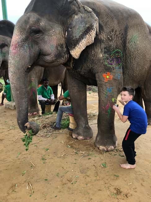 Jaipur: Elephant Interaction Tour - First contact: smell, touch, and a calm introduction