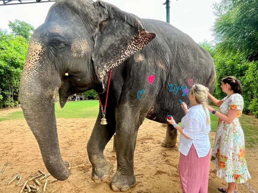 Jaipur: Elephant Interaction Tour - Feeding the elephants and learning what they eat