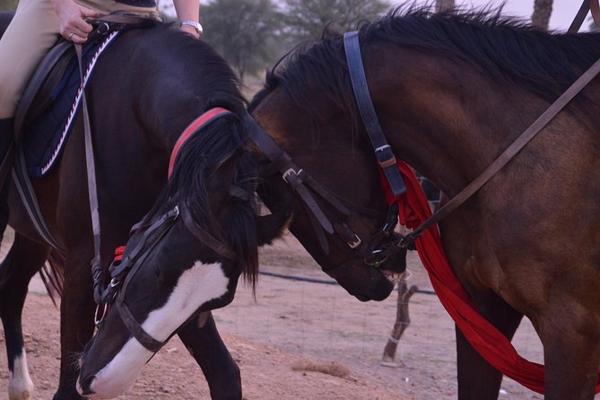 Jaipur Horse Riding Adventure - The first ride: slow paths and a careful start