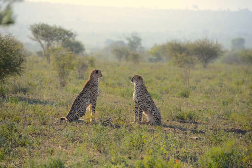 Jaipur: Jhalana Amagarh Leopard Reserve 4×4 Jeep Safari - Key points before you book