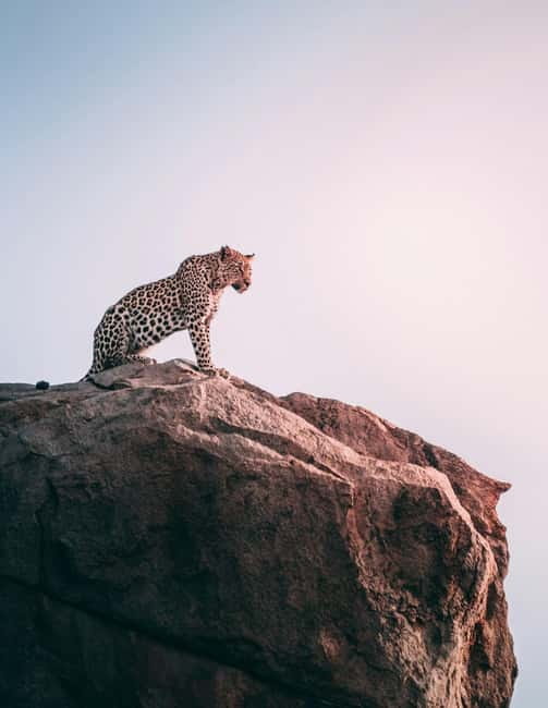 Jaipur: Jhalana Amagarh Leopard Reserve 4×4 Jeep Safari - The 4x4 safari through Jhalana Amagarh