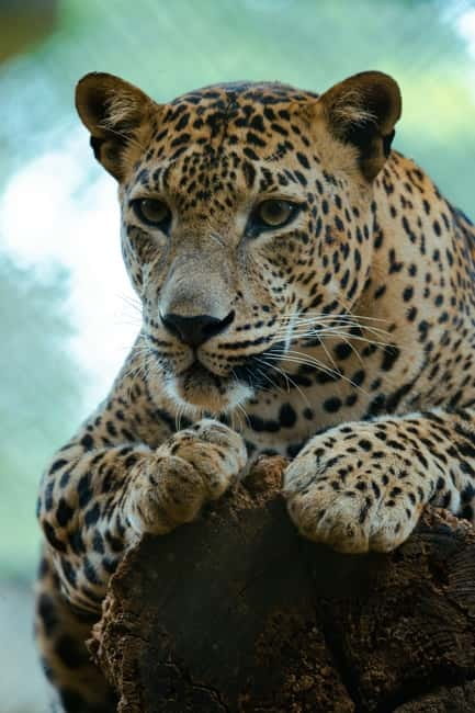 Jaipur: Jhalana Amagarh Leopard Reserve 4×4 Jeep Safari - What you might see besides leopards