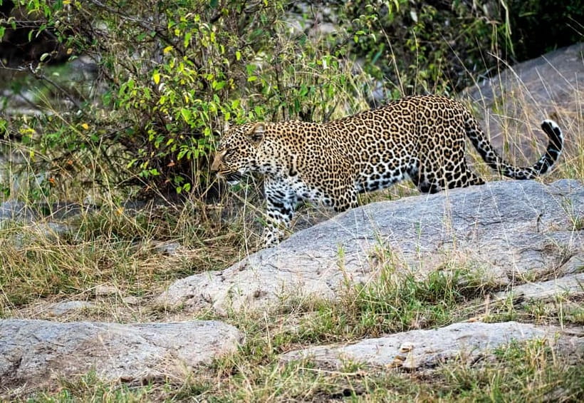 Jaipur: Jhalana Amagarh Leopard Reserve 4×4 Jeep Safari - Comfort, safety, and the driver