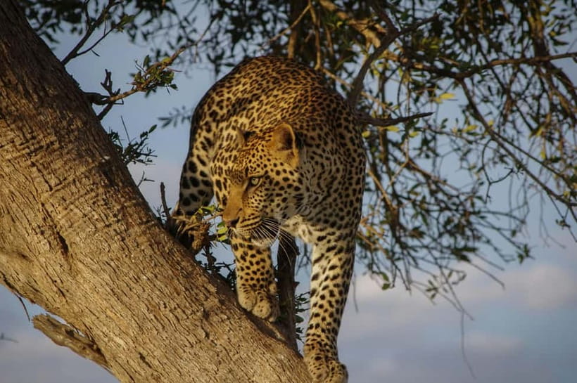 Jaipur: Jhalana Amagarh Leopard Reserve 4×4 Jeep Safari - The Jaipur pickup: easy, but timing matters