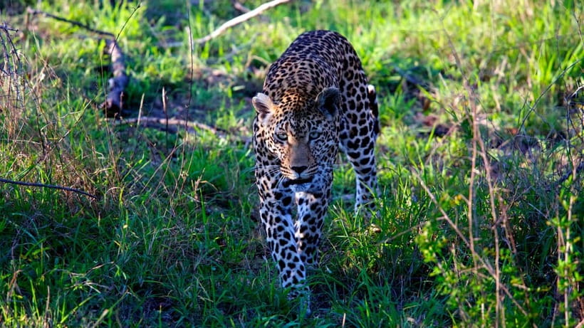 Jaipur: Jhalana Amagarh Leopard Safari Park Guided Tour - A Leopard Reserve Inside Jaipur
