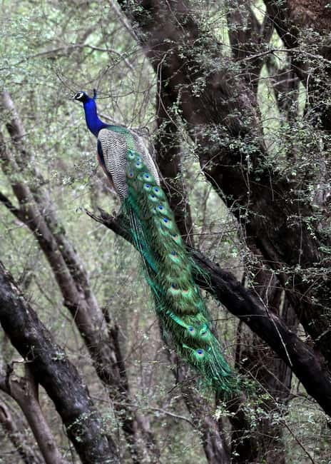 Jaipur: Jhalana Amagarh Leopard Safari Park Guided Tour - Starting at Amagarh Leopard Reserve