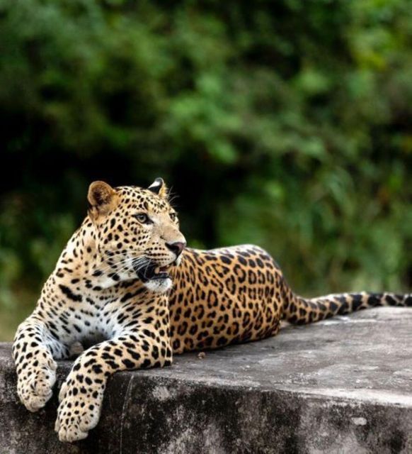Jaipur: Jhalana/Amagarh leopard safari private tour - What the Jaipur leopard safari really offers