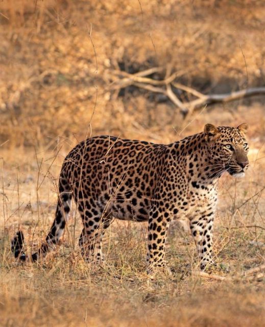 Jaipur: Jhalana/Amagarh leopard safari private tour - From your Jaipur hotel to the park gate