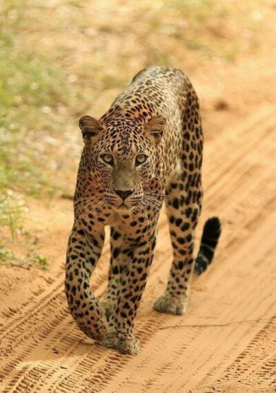 Jhalana/Amagarh leopard safari private tour