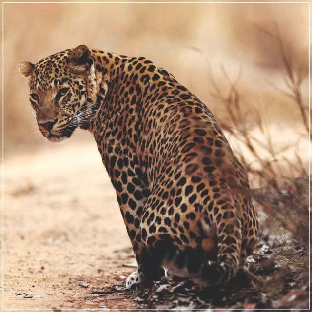 Jaipur: Jhalana/Amagarh leopard safari private tour - Private car, shared jeep, and group size