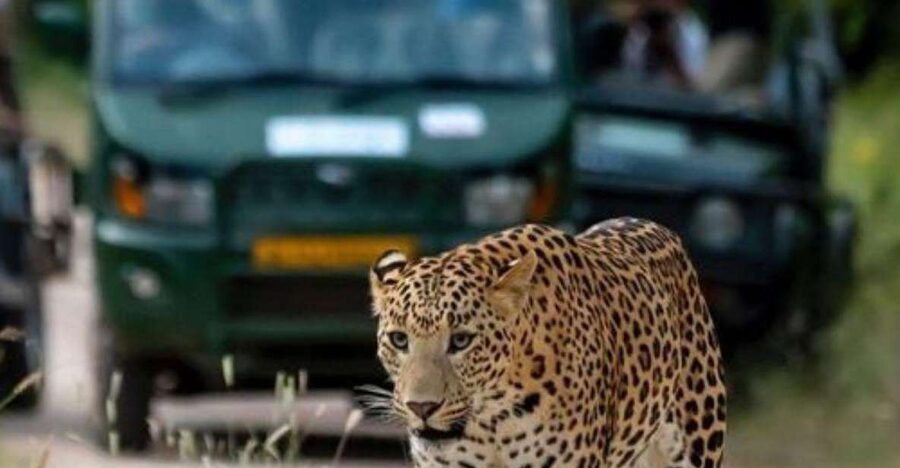 Jaipur: Jhalana/Amagarh leopard safari private tour - Who should book this safari?