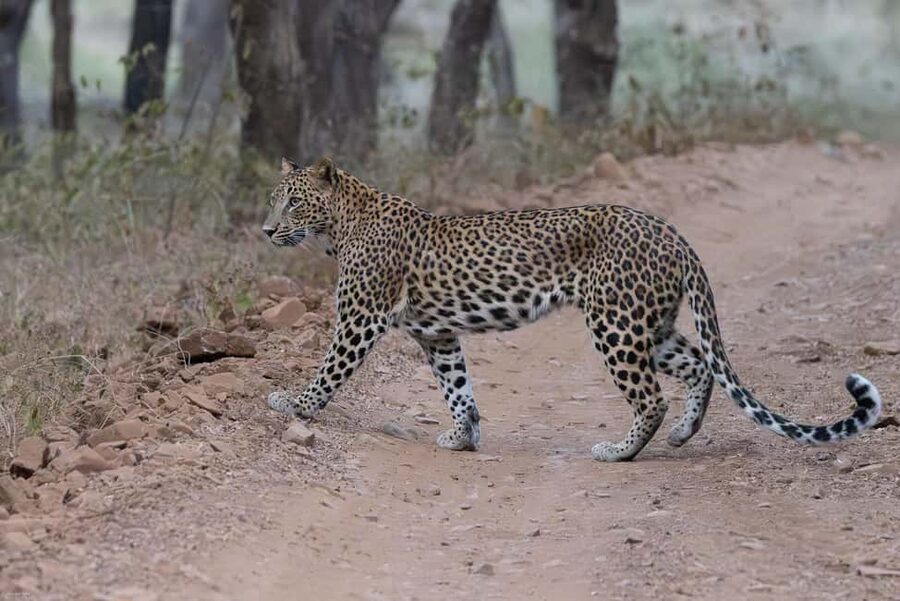 Jaipur: Jhalana/Amargarh Leopard Safari Private Tour - Why Jhalana makes a convenient Jaipur safari