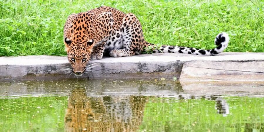 Jaipur: Jhalana/Amargarh Leopard Safari Private Tour - What happens during the 2.5 to 3.5 hour safari