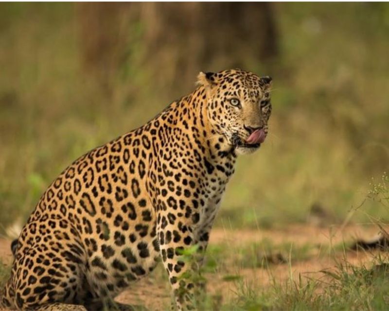 Jaipur: Jhalana/Amargarh Leopard Safari Private Tour - Is $75 per person good value?
