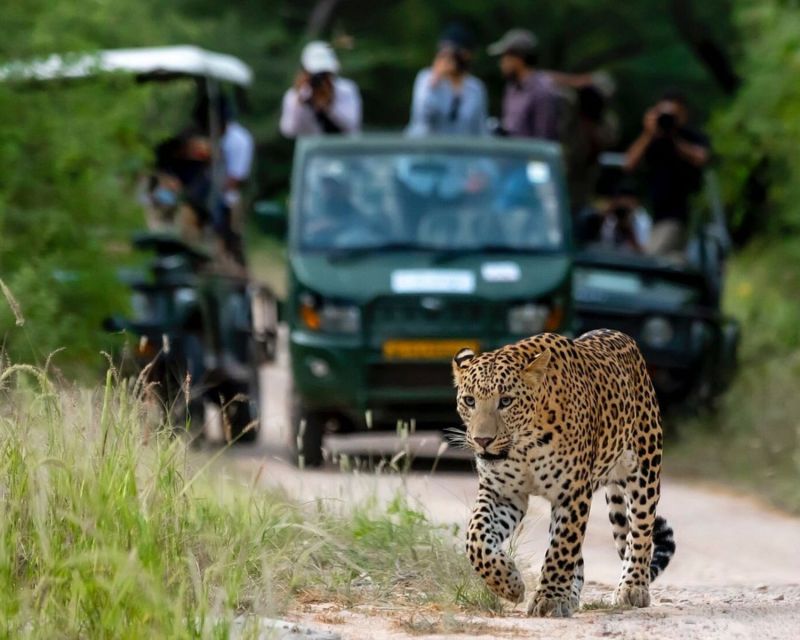 Jaipur: Jhalana/Amargarh Leopard Safari Private Tour - Who will enjoy this safari most