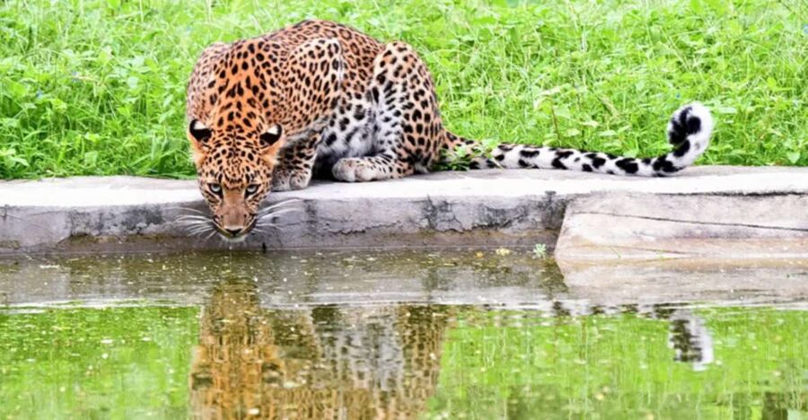 Jaipur: Jhalana/Amargarh Leopard Safari Private Tour - Your private car and shared safari jeep