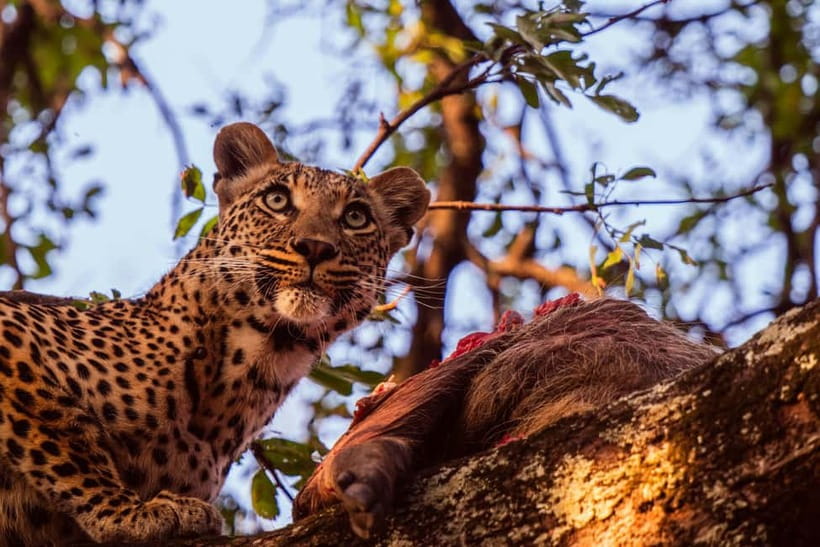 Jaipur: Jhalana leopard safari private tour - Key points to know before you book