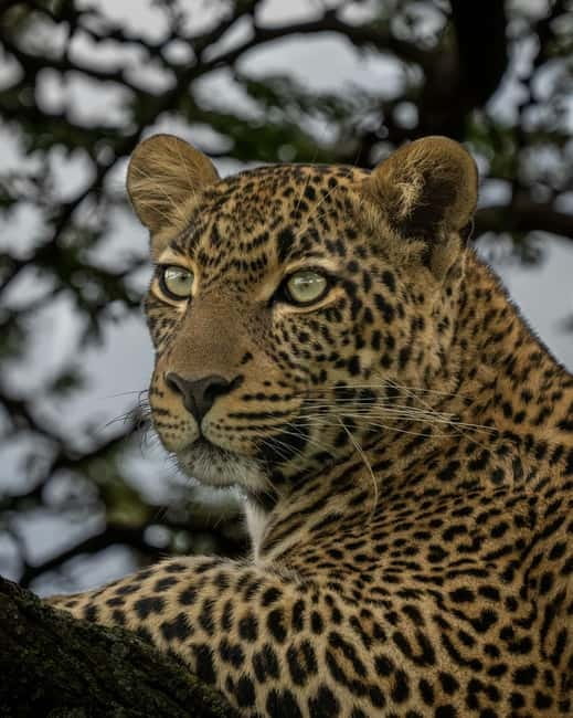 Jaipur: Jhalana leopard safari private tour - Why Jhalana works for a short Jaipur stay