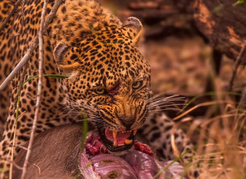 Jaipur: Jhalana leopard safari private tour - The guide and what the outing includes