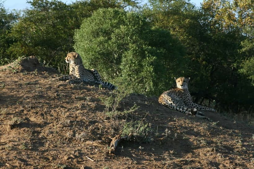 Jaipur: Jhalana leopard safari private tour - What the $60 price really buys you
