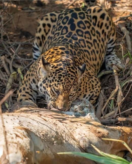 Jaipur: Jhalana leopard safari private tour - The patience test: waiting for a leopard