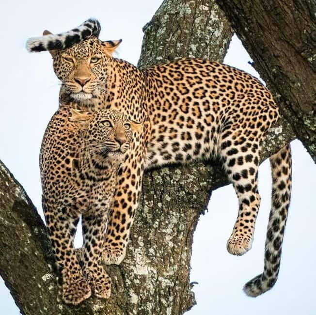 Jaipur: Jhalana leopard safari private tour - Who will enjoy this safari most