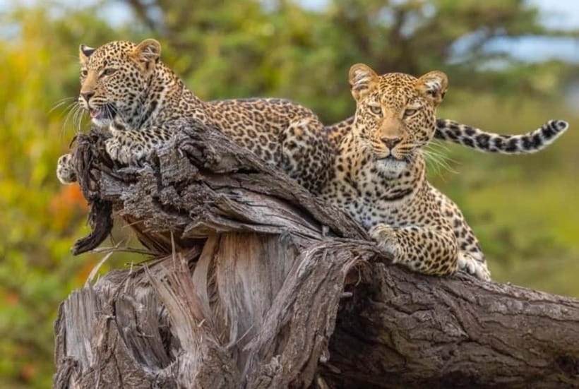 Jaipur: Jhalana leopard safari private tour - My verdict on the Jaipur leopard safari