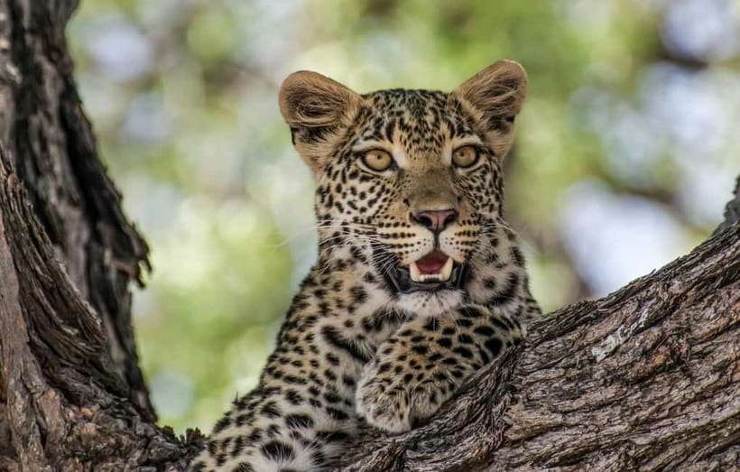 Jaipur: Jhalana leopard safari private tour - Three hours among Jhalana’s wild animals