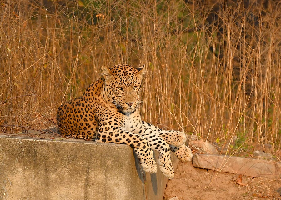 Jaipur: Jhalana Leopard Safari Tour - Why Jhalana is a smart wildlife break in Jaipur