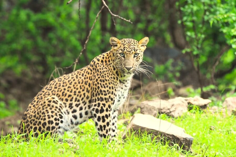 Jaipur: Jhalana Leopard Safari Tour - Should you book the Jhalana Leopard Safari?