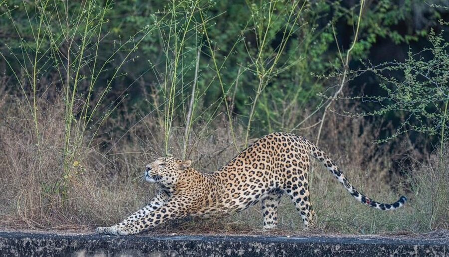 Jaipur: Leopards Safari Tour at Jhalana l Spot Wild Animals - Jaipur pickup keeps the morning or afternoon simple