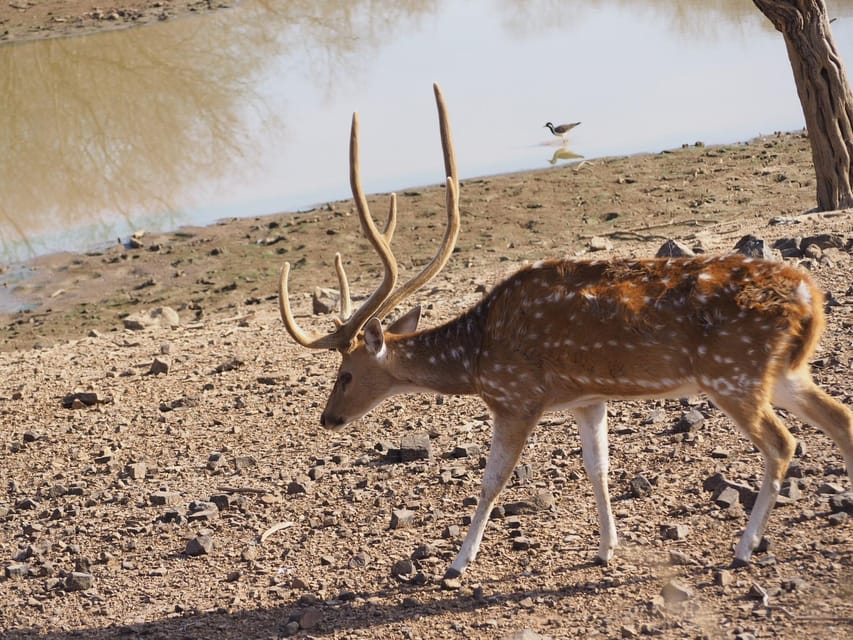 Jaipur: Leopards Safari Tour at Jhalana l Spot Wild Animals - Beyond leopards: deer, blue bulls, birds, and peacocks