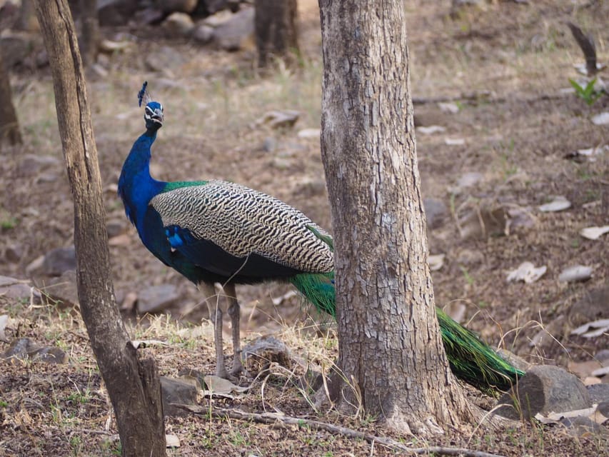 Jaipur: Leopards Safari Tour at Jhalana l Spot Wild Animals - The private jeep and the hunting lodge viewpoint