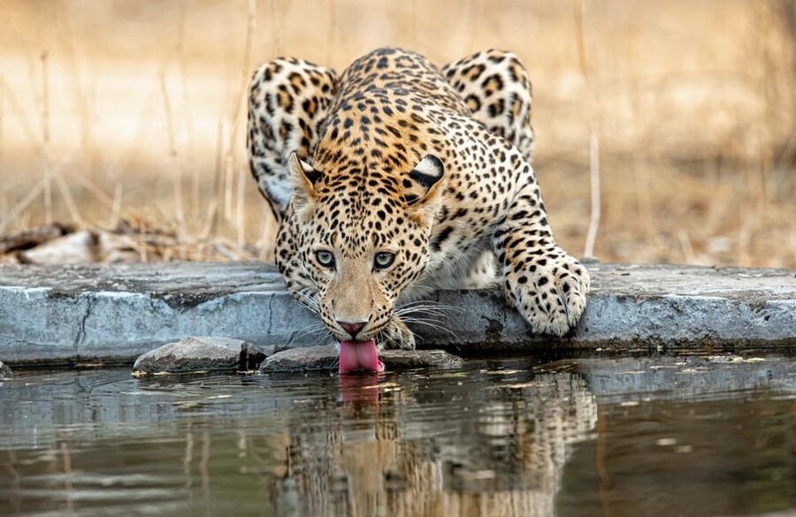 Jaipur: Leopards Safari Tour at Jhalana l Spot Wild Animals - Is $109 good value for this Jaipur safari?
