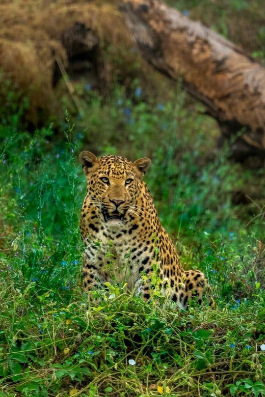 Jaipur: Leopards Safari Tour at Jhalana l Spot Wild Animals - Timing, clothing, and what to bring
