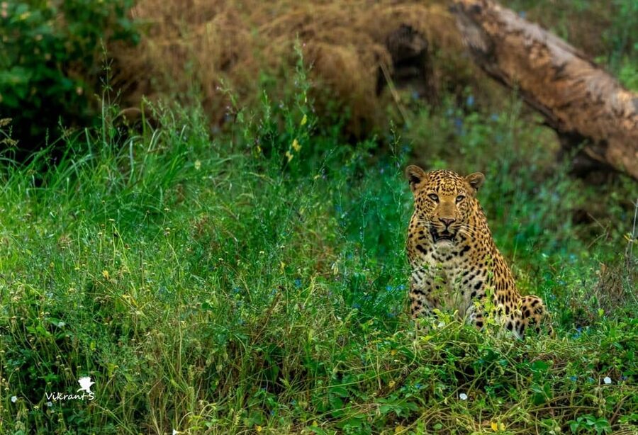 Jaipur: Leopards Safari Tour at Jhalana l Spot Wild Animals - Who will enjoy this safari most?