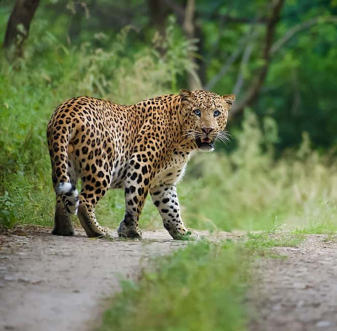 Jaipur: Leopards Safari Tour at Jhalana l Spot Wild Animals - What happens during the 2.5-hour jeep safari