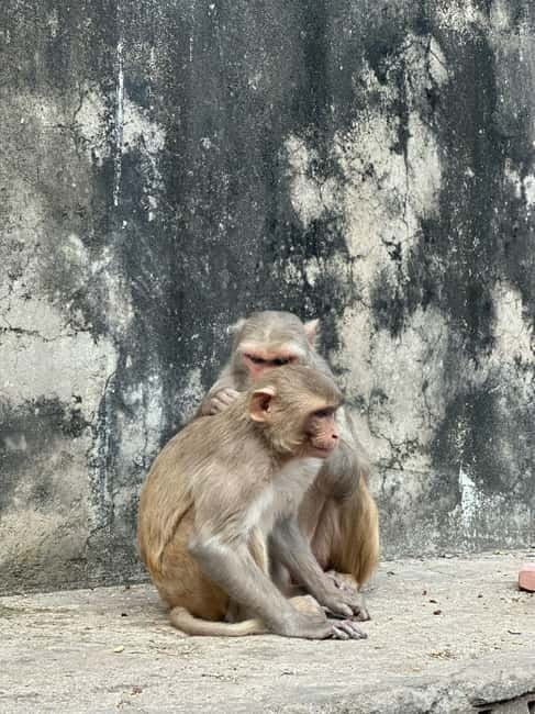 Jaipur: Monkey Temple and Sun Temple Guided Tour - Key points to know before you go