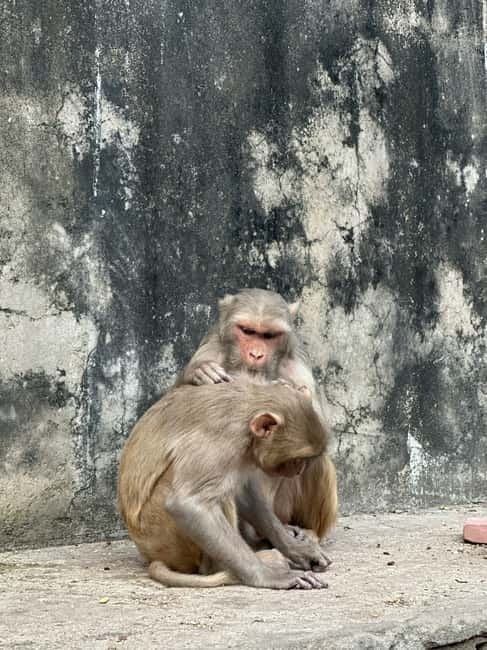 Jaipur: Monkey Temple and Sun Temple Guided Tour - Walking through springs, shrines, and old artwork