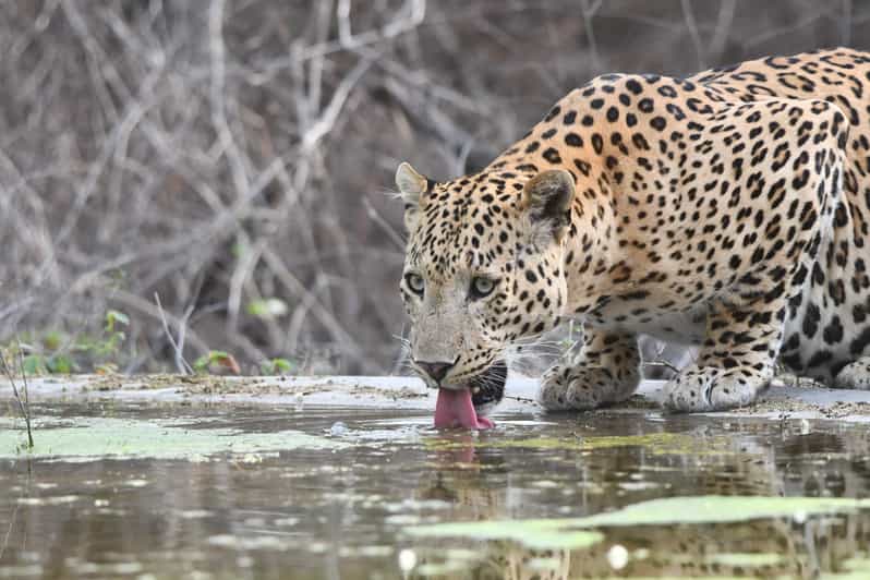 Jaipur: Private Jhalana Leopard Safari Tour - Meeting the guide near Malviya Nagar