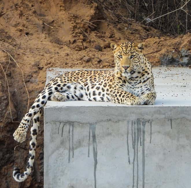 Jaipur: Private Jhalana Leopard Safari Tour - The first stretch in the 4x4