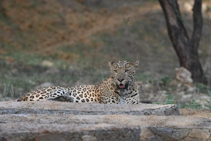 Jaipur: Private Jhalana Leopard Safari Tour - Making the most of 2.5 hours